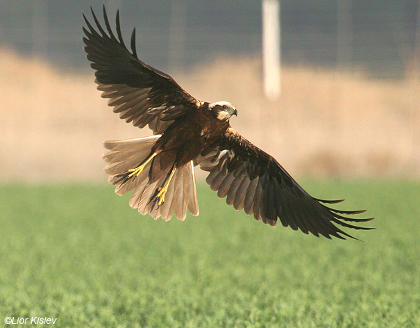 זרון סוף Marsh Harrier  Circus aeruginosus                               עמק בית שאן ,נובמבר 2007.צלם:ליאור כסלו